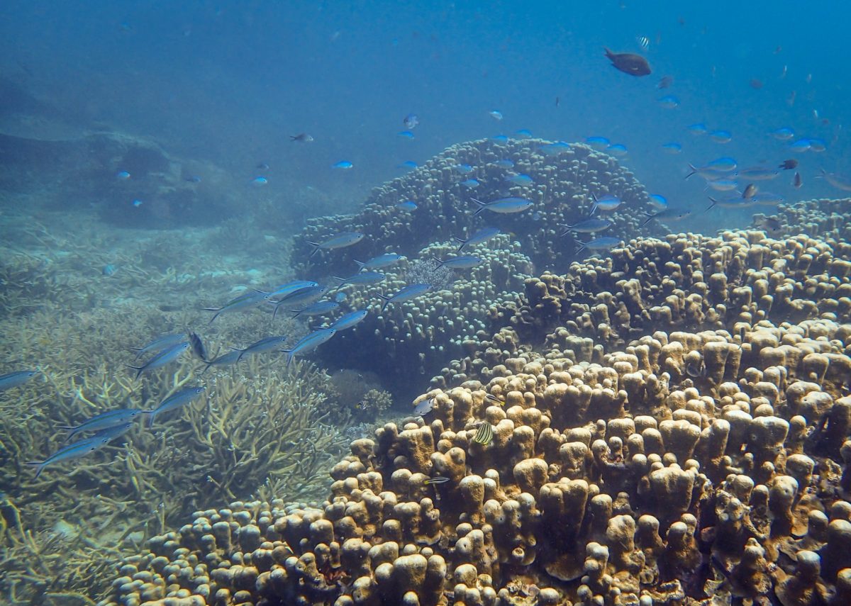 Pulau Tenggol Diving