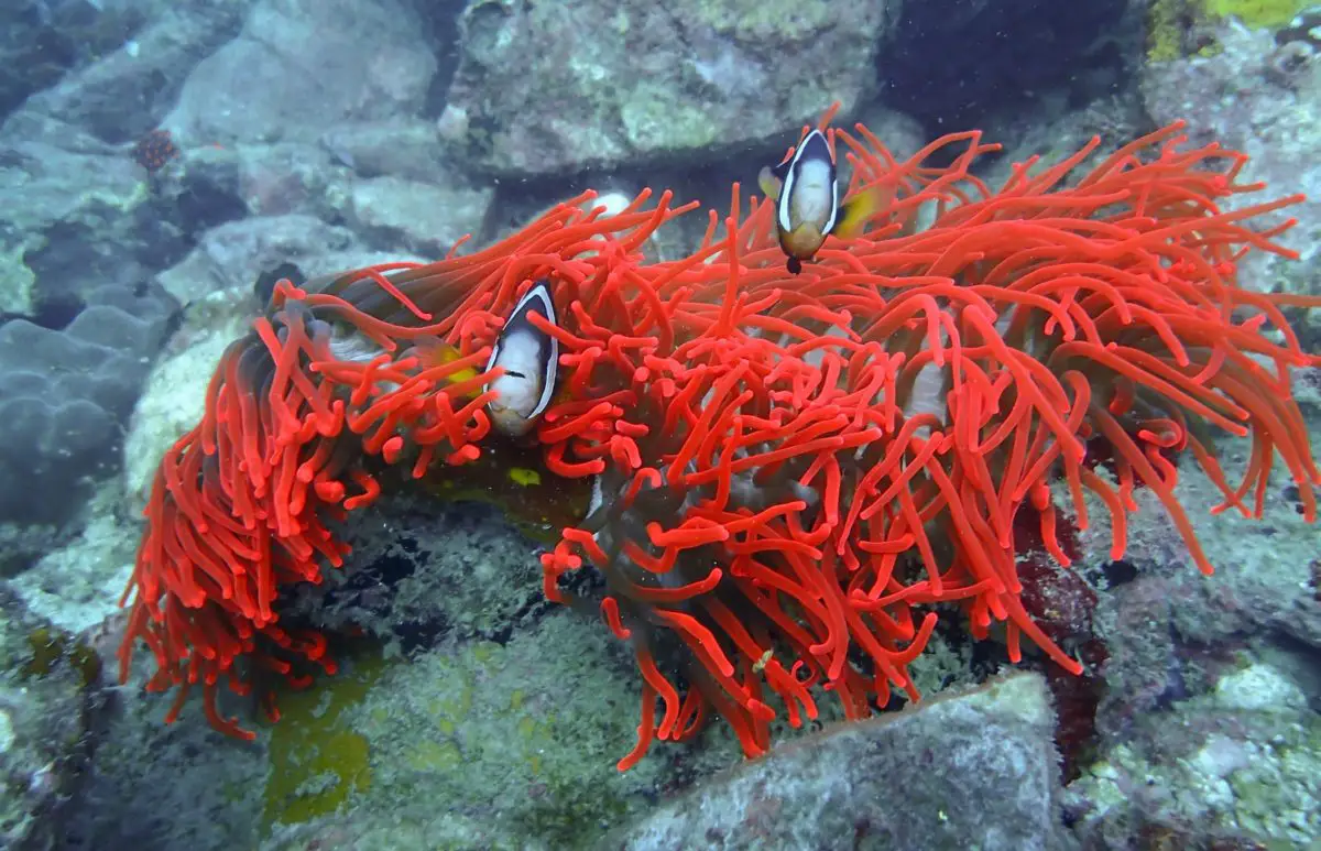 Pulau Tenggol Diving