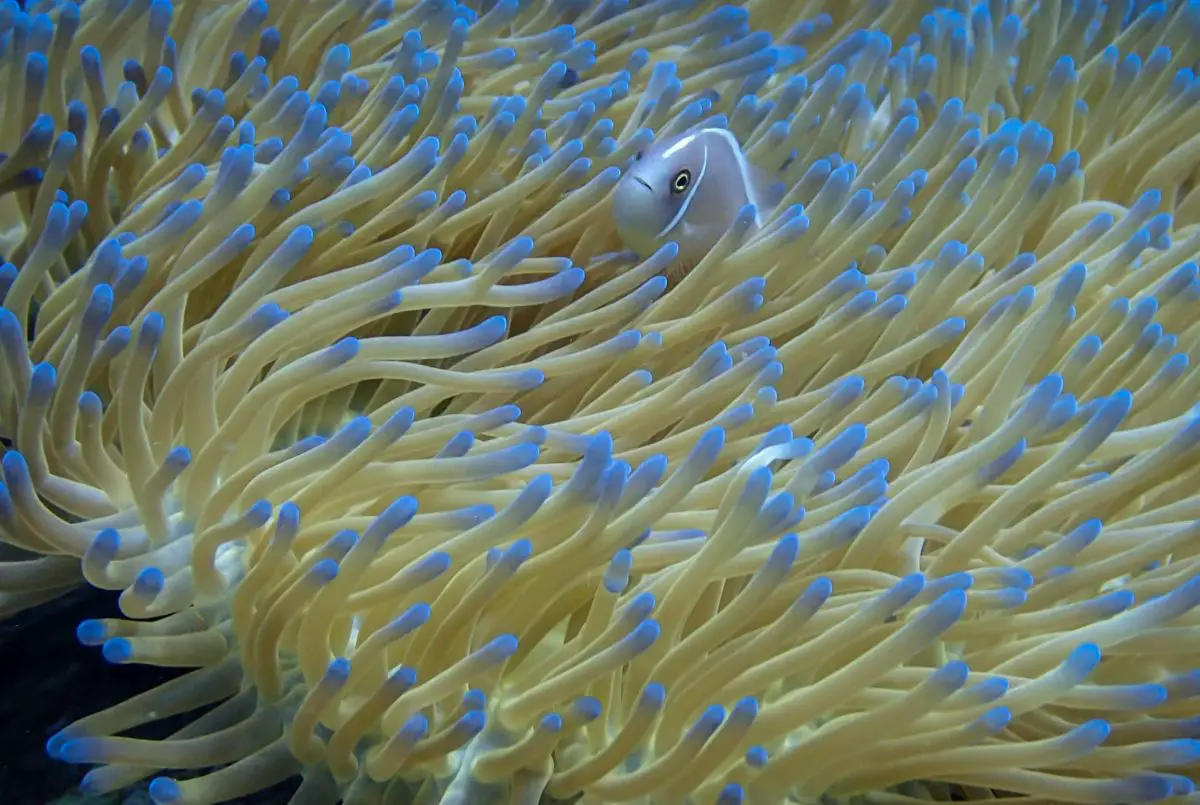 Pulau Tenggol Diving