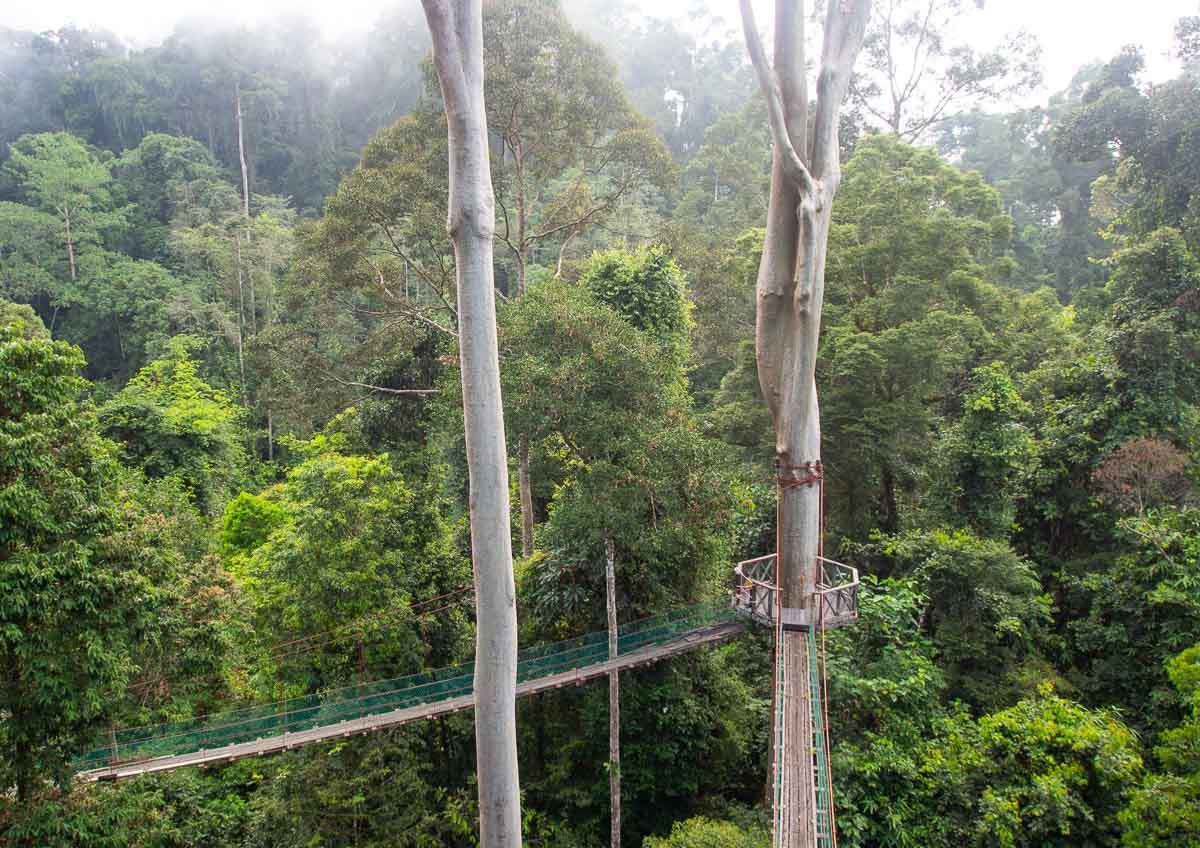 honeymoon-destinations-in-asia-danum-valley-malaysia-borneo