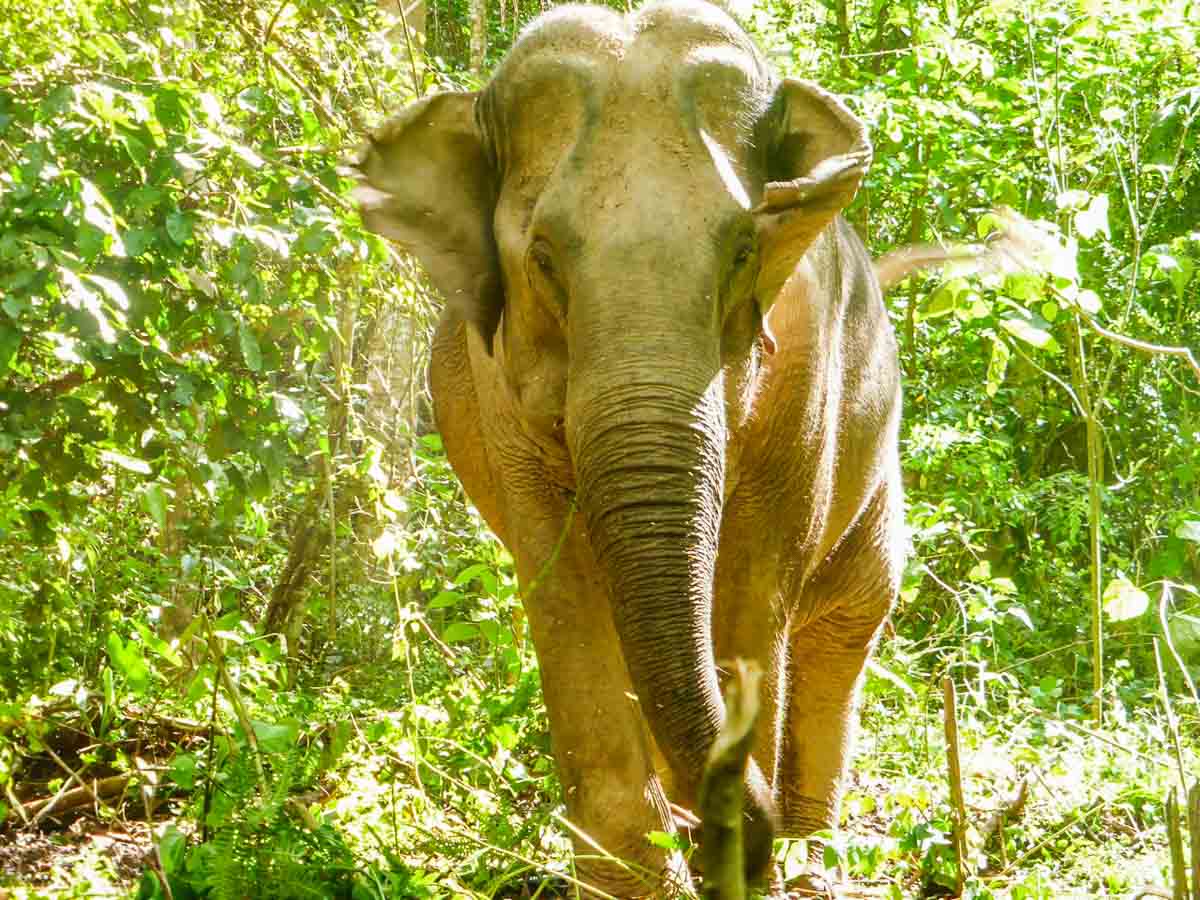 honeymoon-destinations-in-asia-elephants-northern-thailand