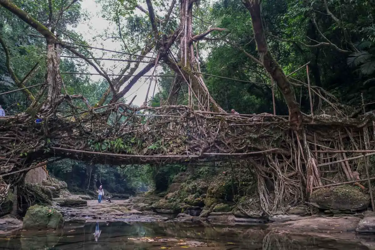 places_to_visit_in_northeast_India_rawai_living_root_bridge