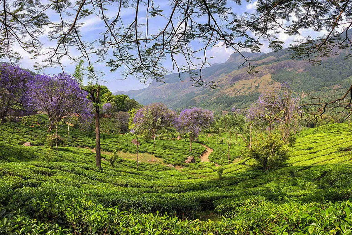 unexplored places in India Munnar