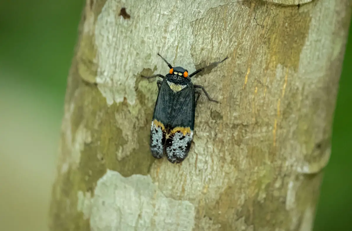 tangkoko national park