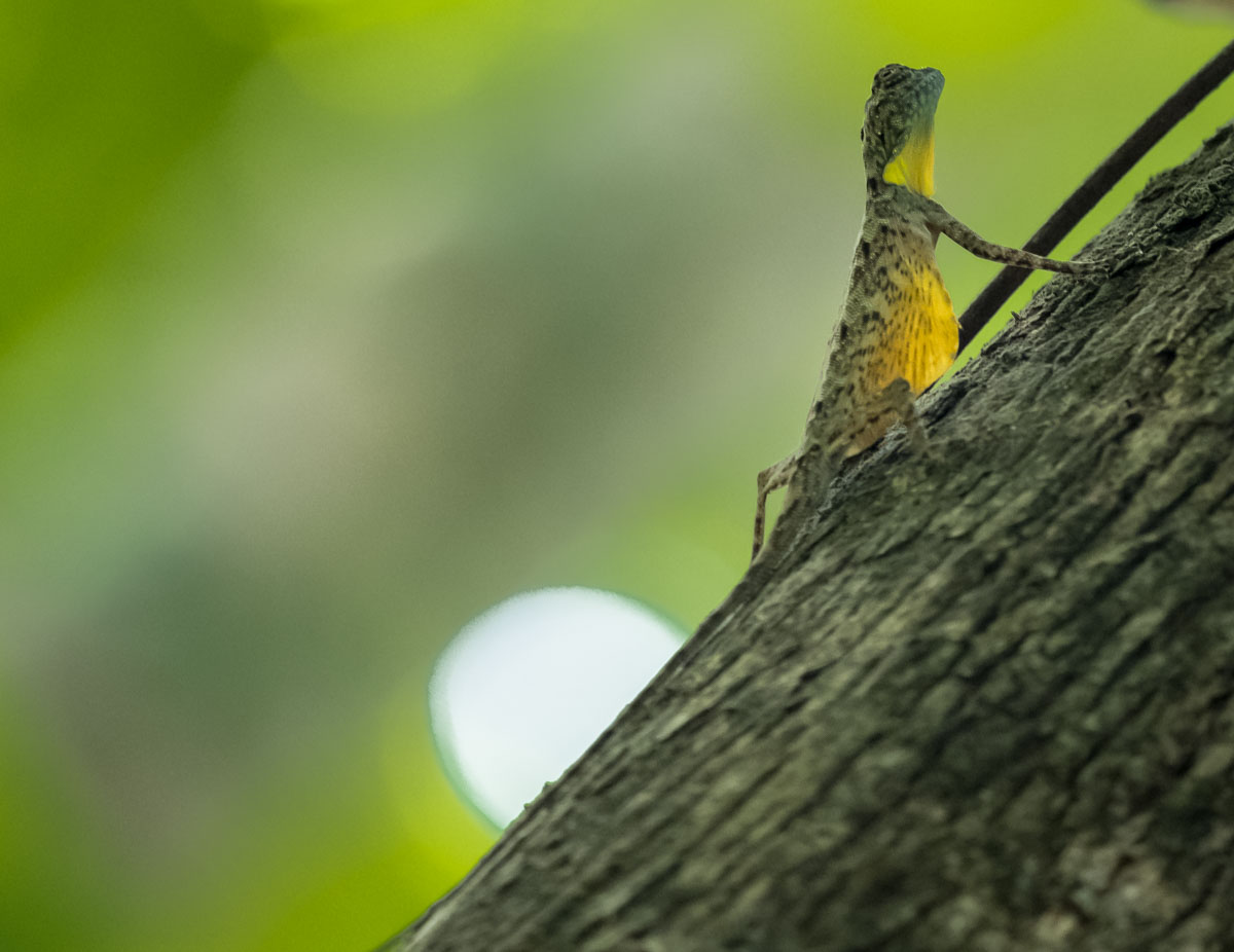 tangkoko national park