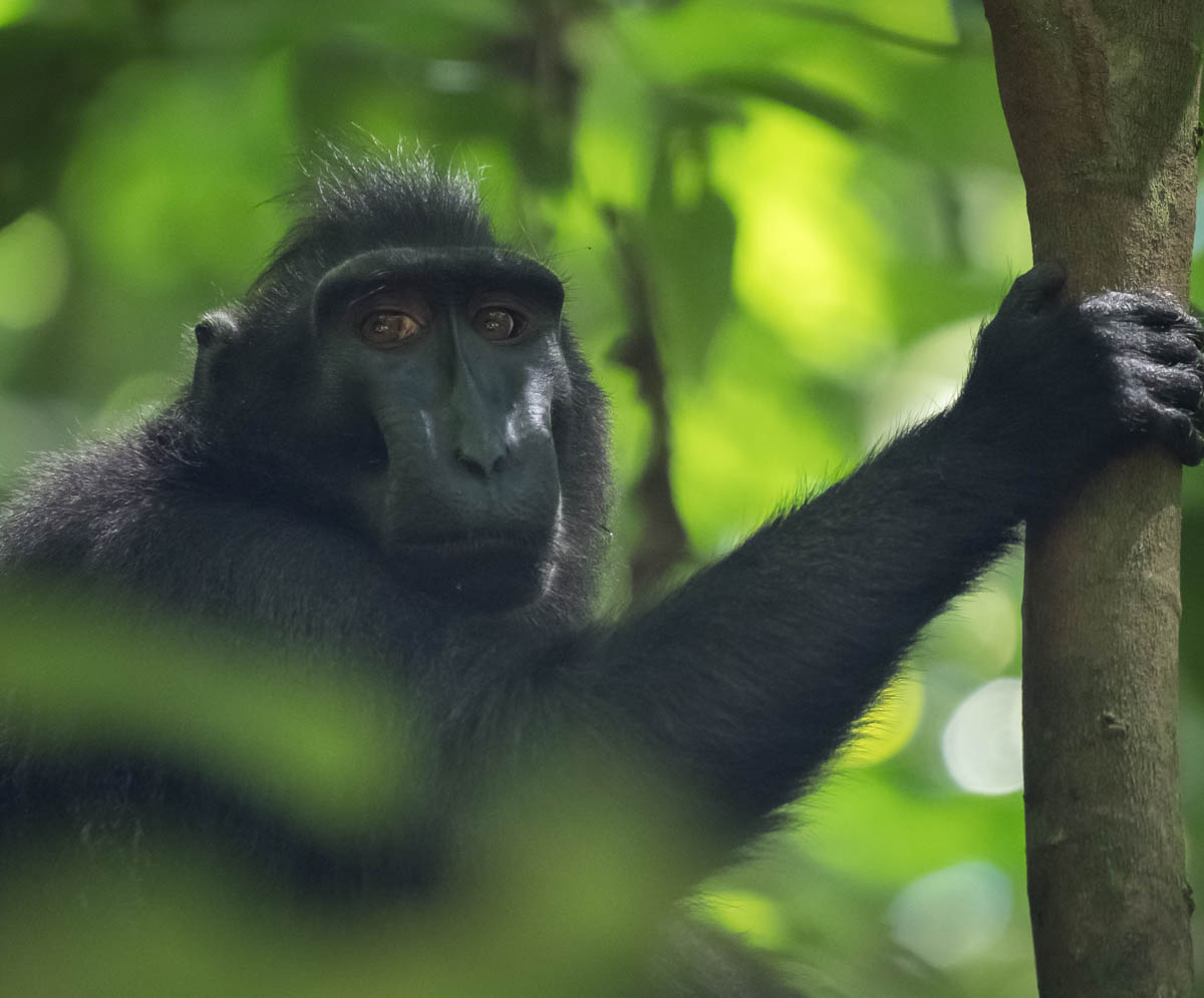 tangkoko national park