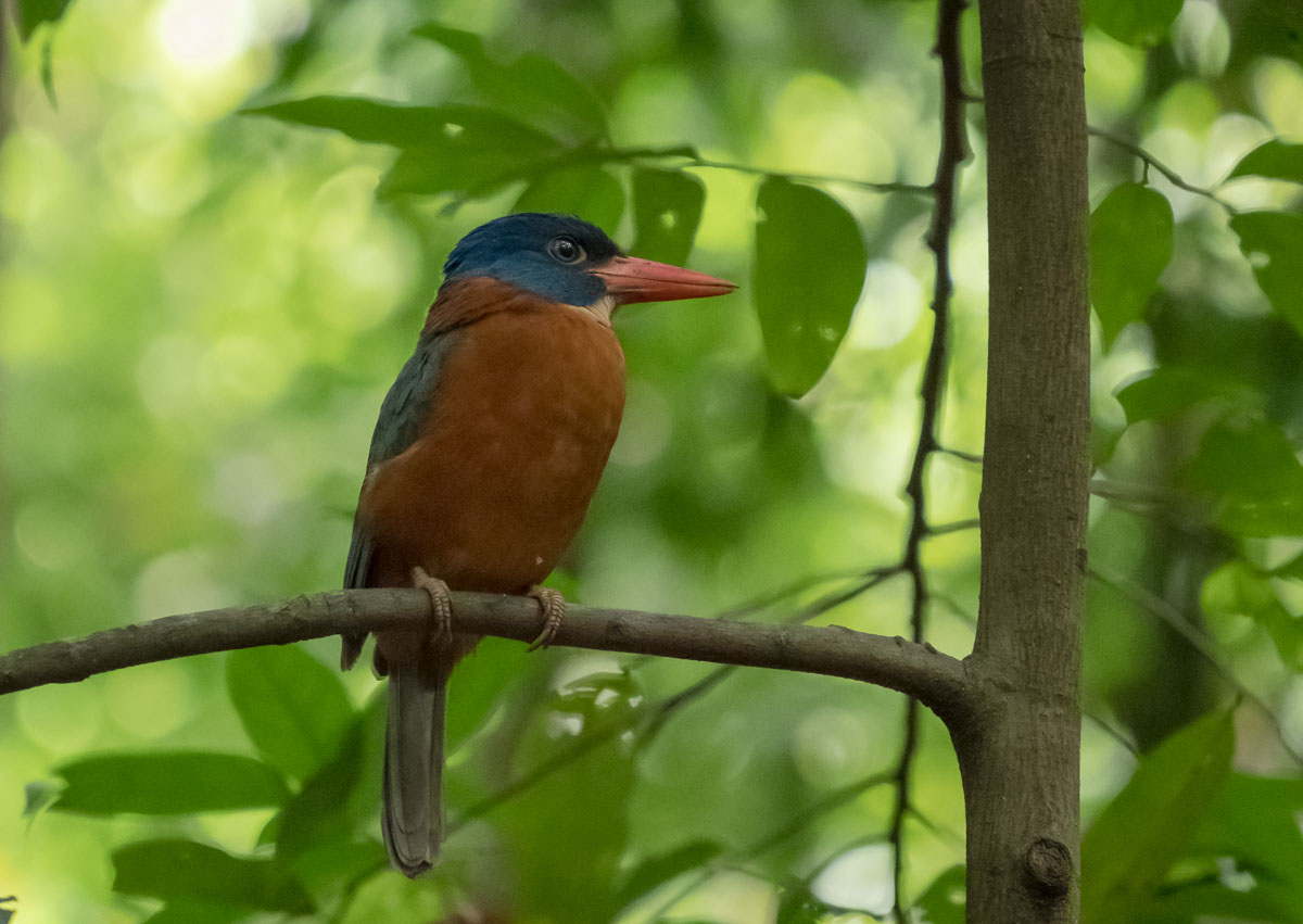 tangkoko national park