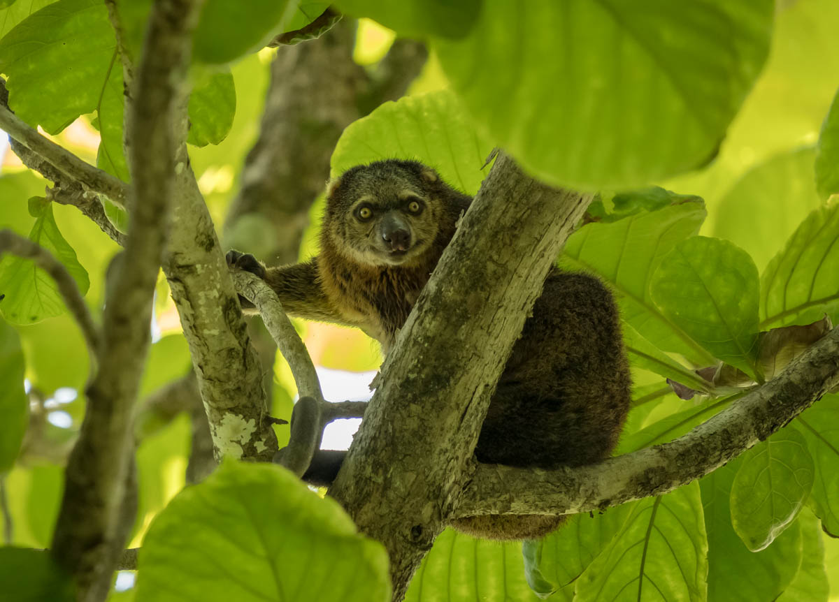 tangkoko national park