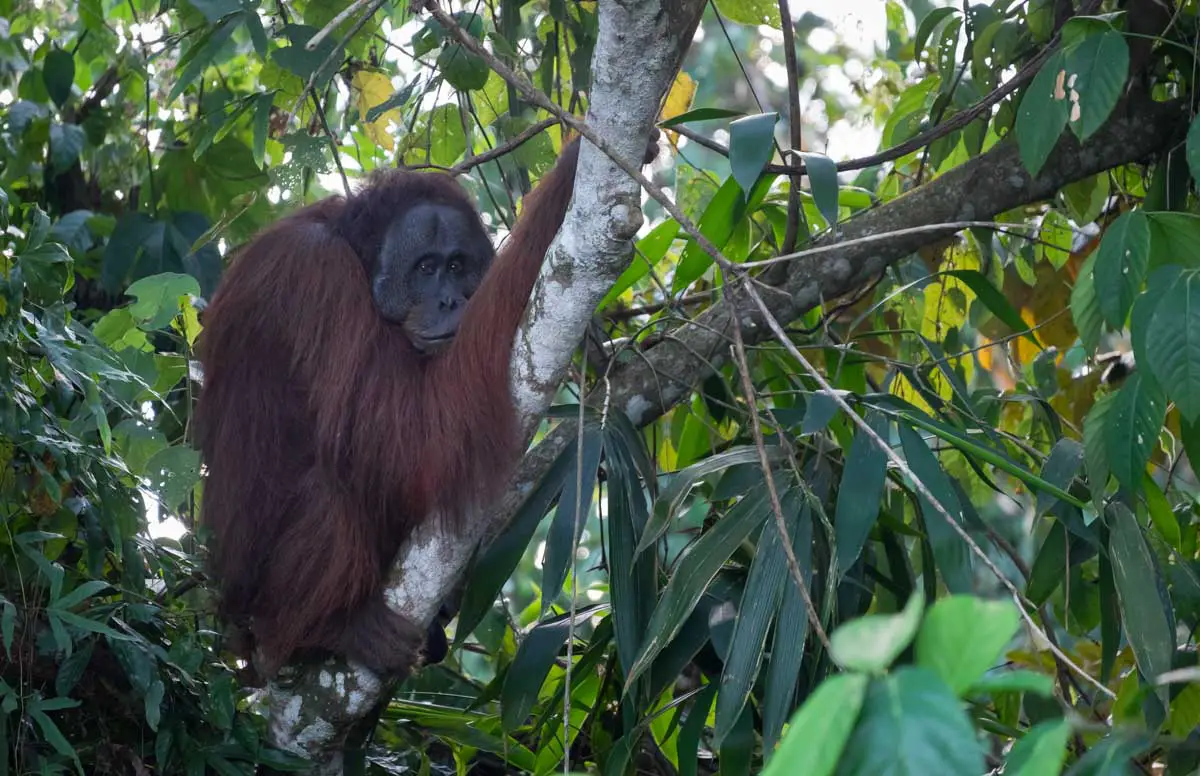 borneo_orangutan_tour_bukit_piton