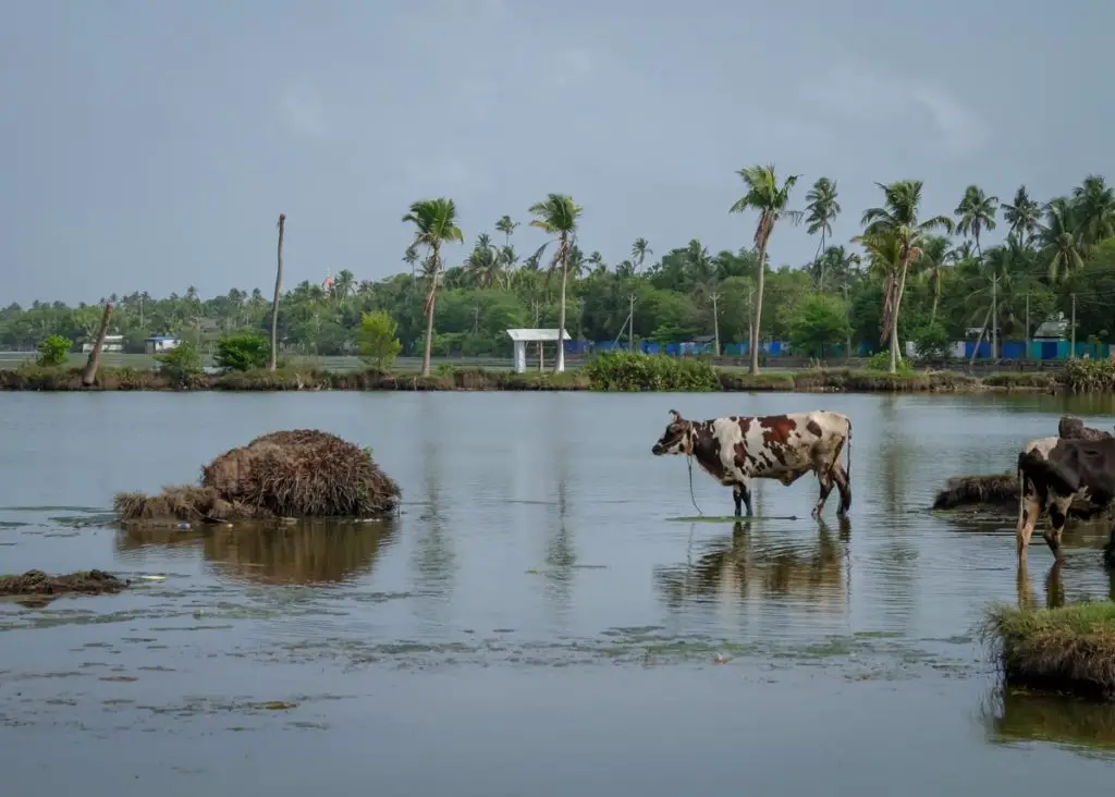 cow grazing in the kochi backwaters during a bicycle tour