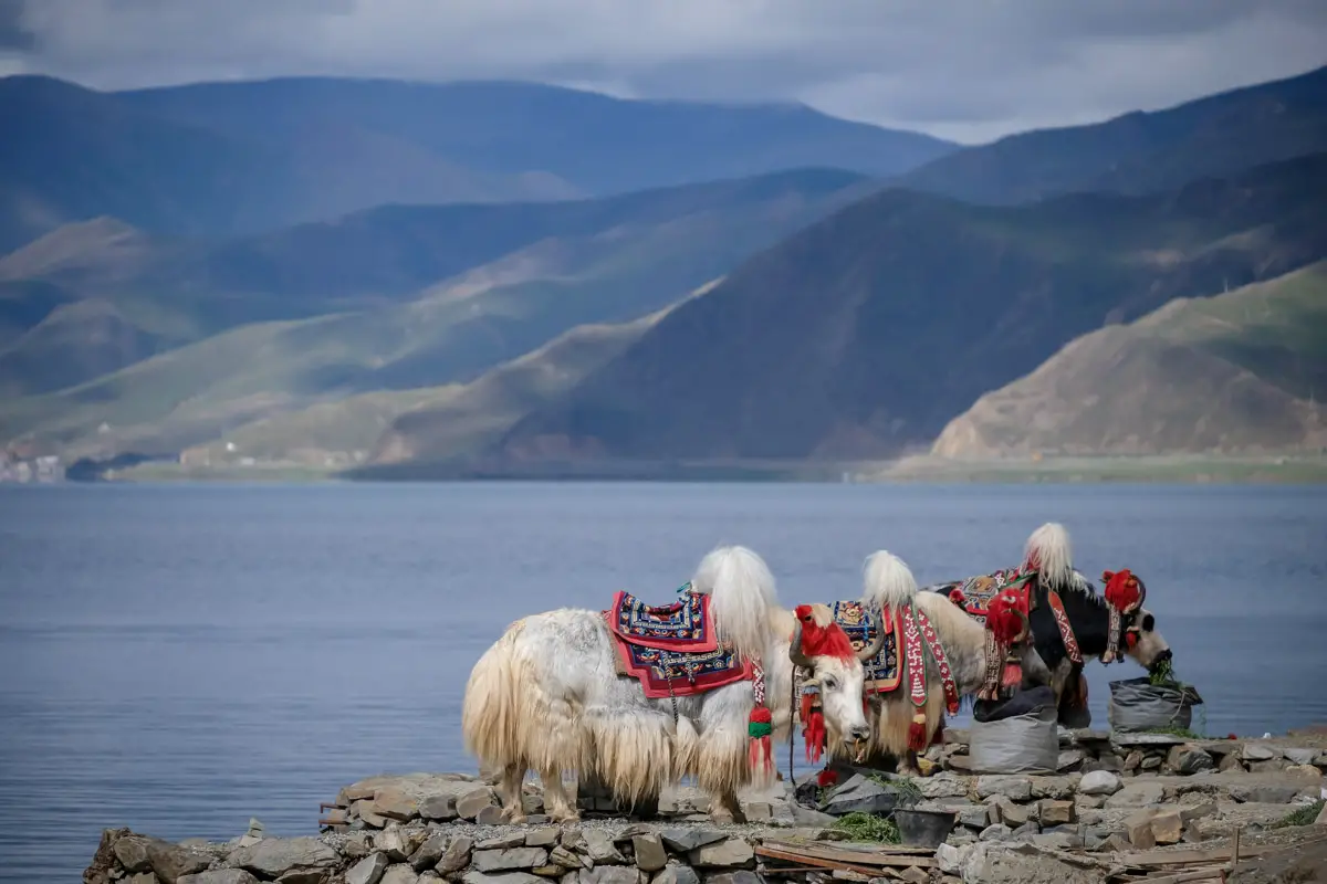 Tibet travel in 20202 Yamdrok lake
