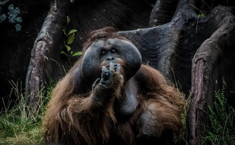 backpacking_borneo_orangutan