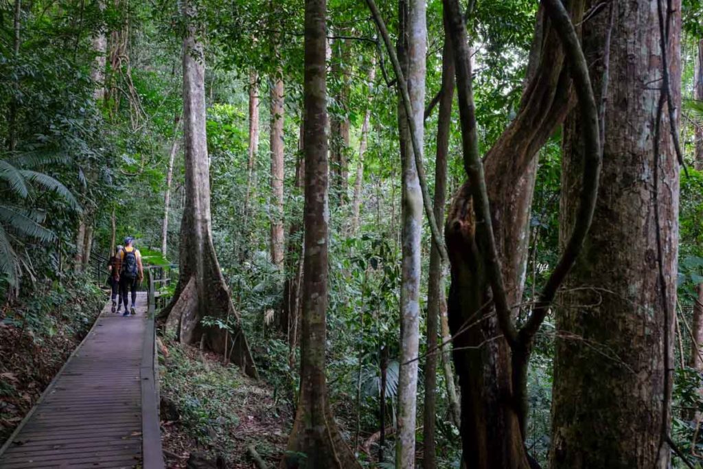 taman negara malaysia walking path