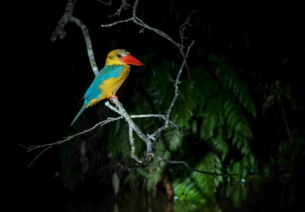 Danum valley night walk sleeping kingfisher