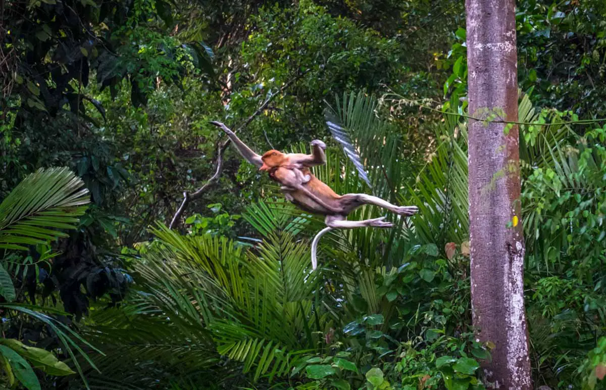 borneo_itinerary_kinabatanagan_river_proboscis_monkey