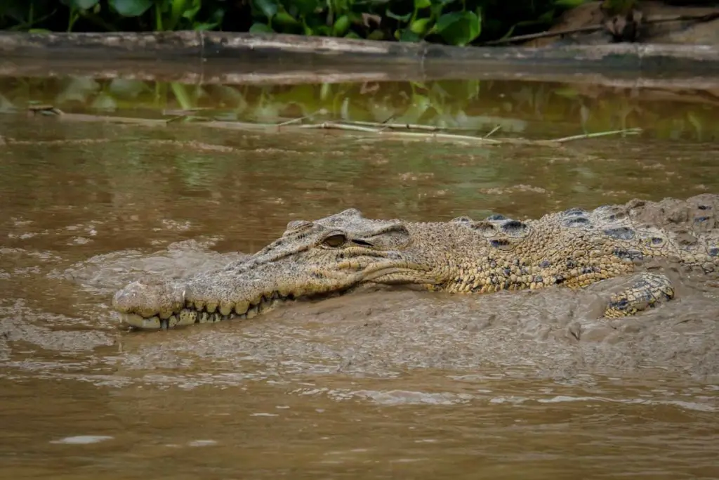 borneo_itinerary_kinabatangan_river_crocodile