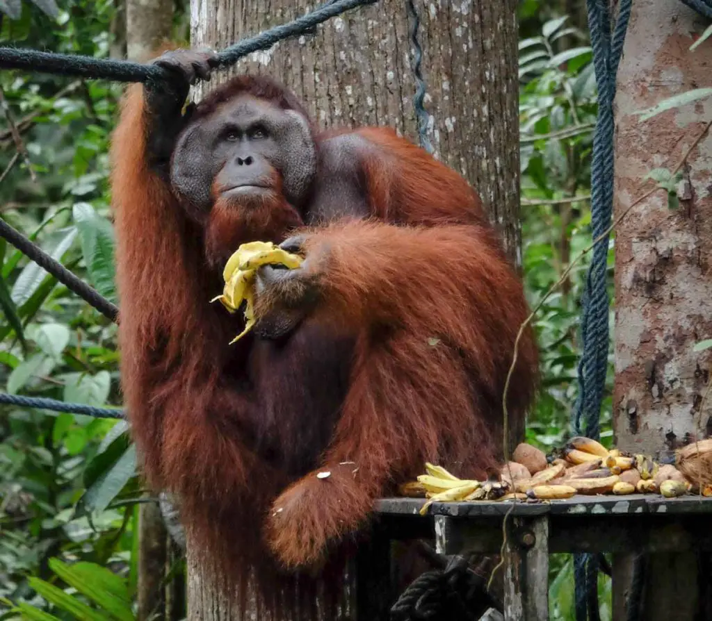 borneo_itinerary_kuching_semenggoh_orangutan