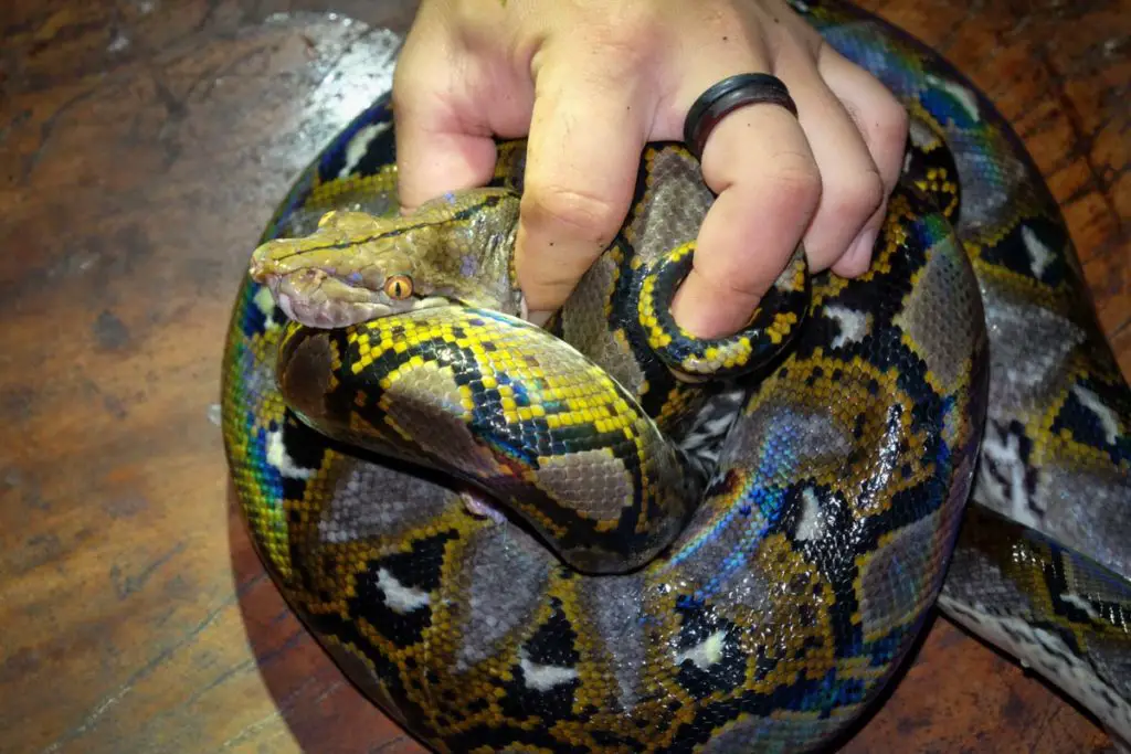 Danum Valley Conservation Area python snake