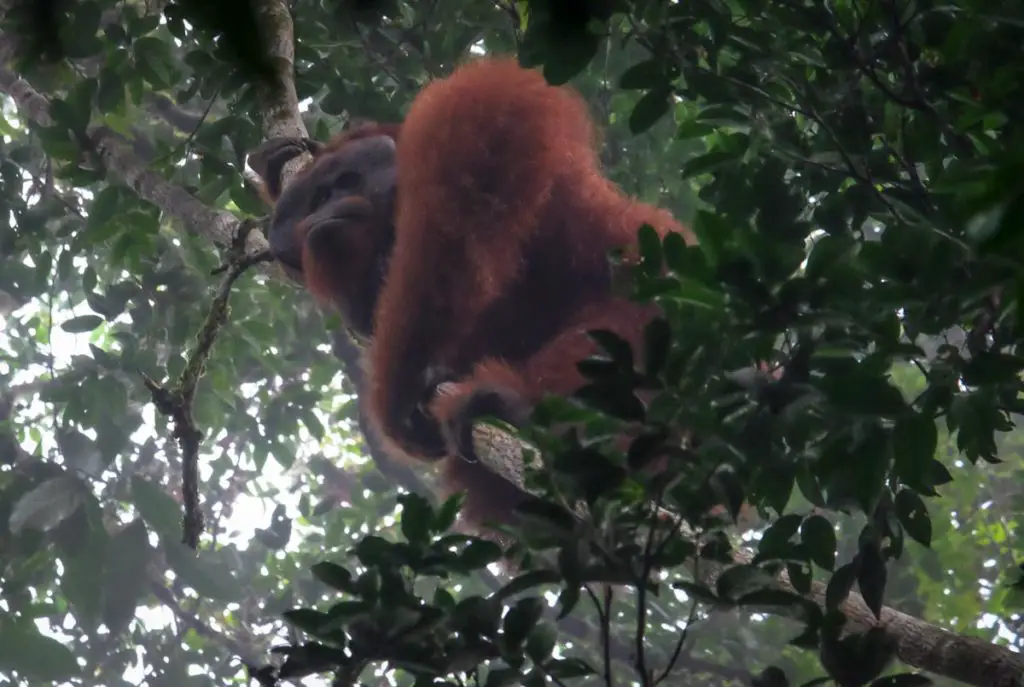 danum_valley_field_centre_wild_orangutan