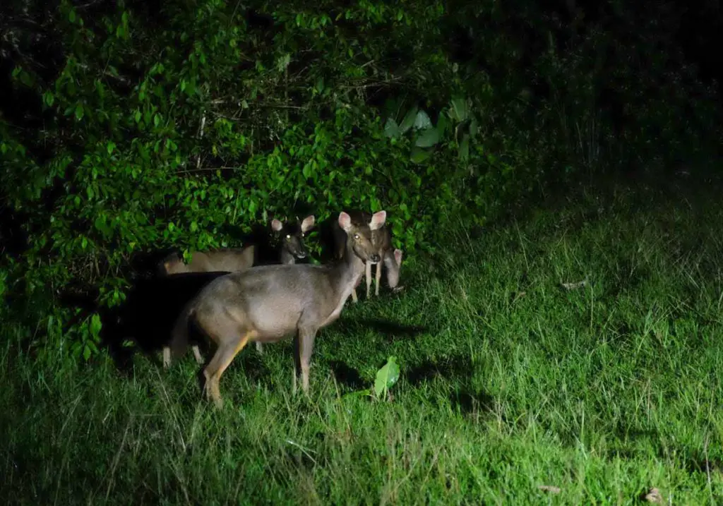 danum_valley_field_centre_wild_deer