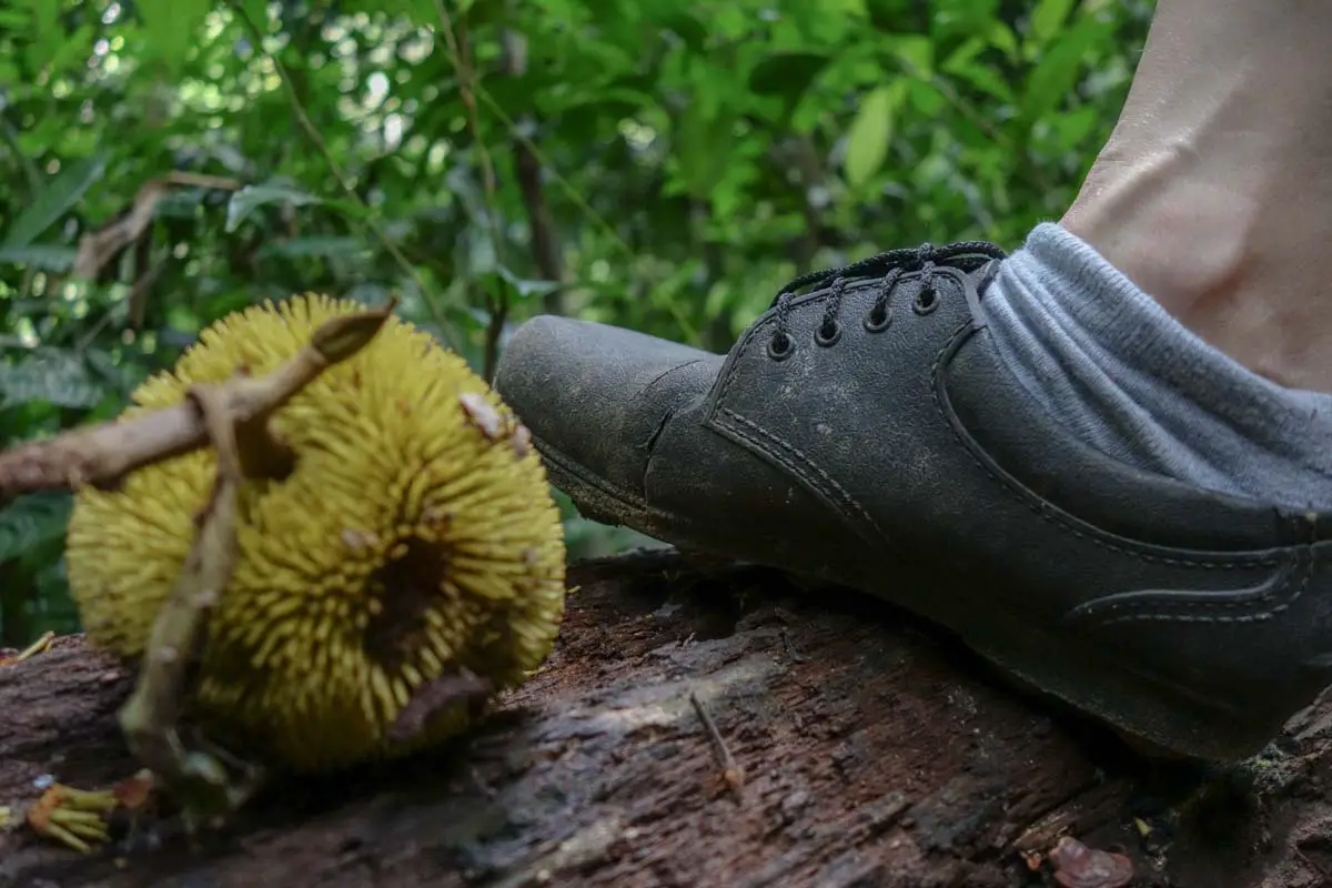 Decano Arcaico Bombardeo 5 Reasons Adidas Kampung are the Best Hiking Shoes in Malaysia