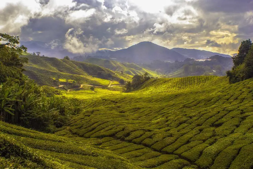 cameron_highlands_short_trip_malaysia_web