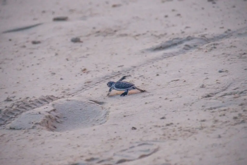 Baby turtle kicking its first step into the world of Sabah's Selingaan island