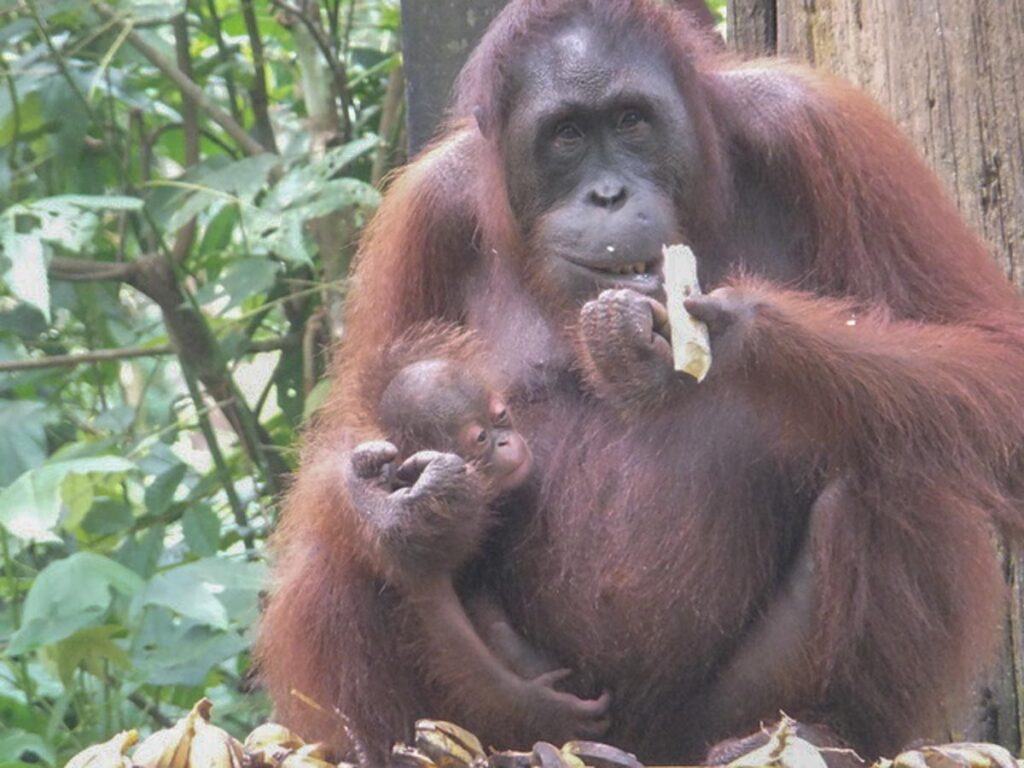 Orangutan mom and baby at Sepilok Sabah