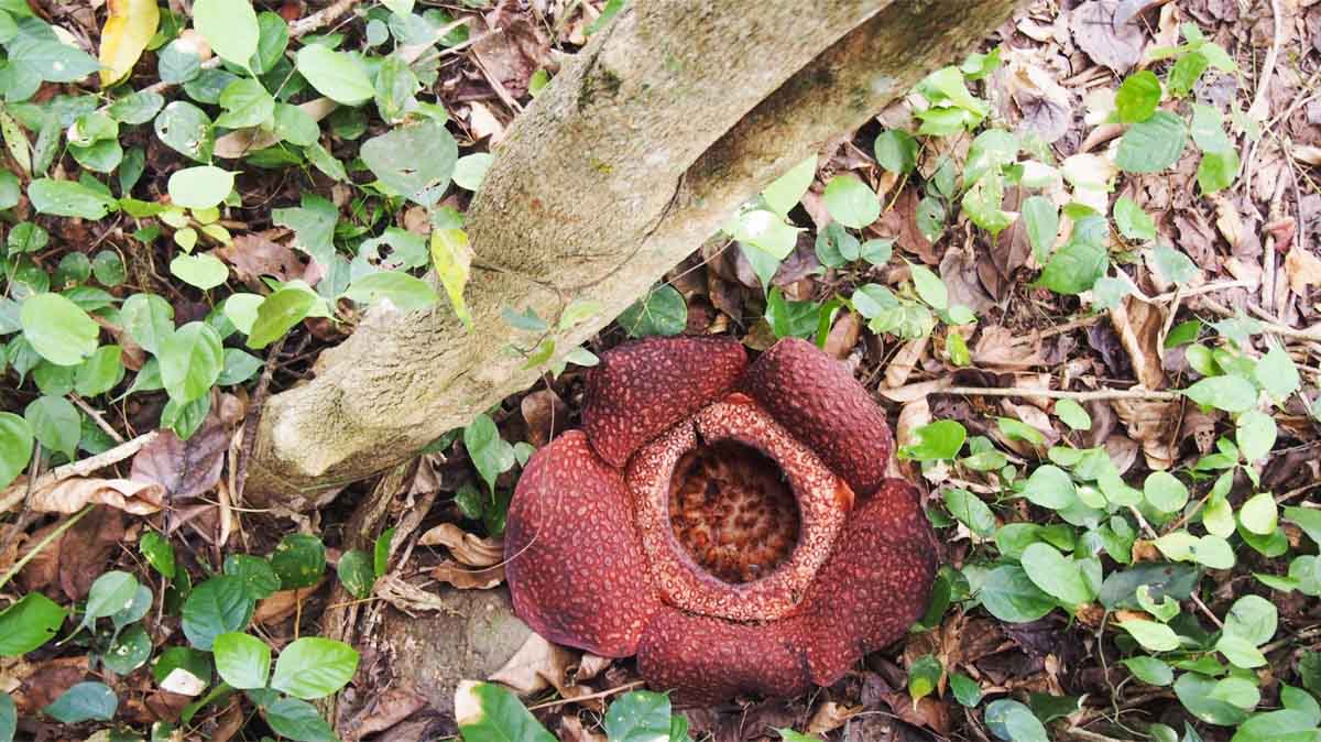 The Rafflesia, the world's largest flower