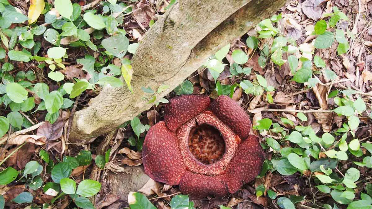 The Rafflesia, the world's largest flower